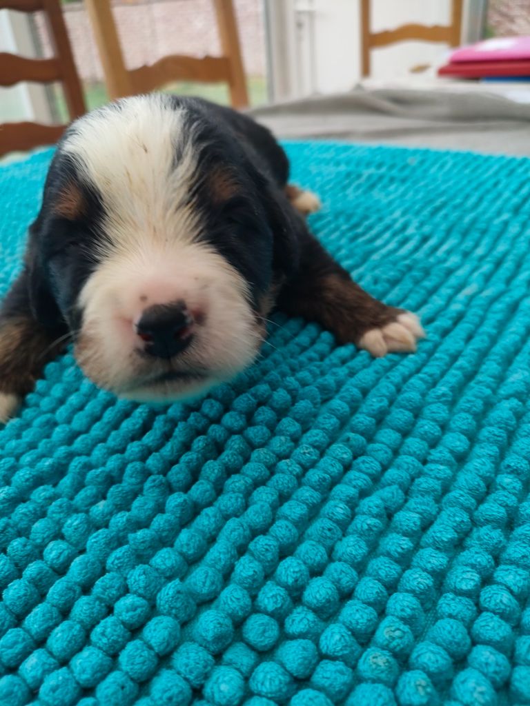 du marais du l'ingon - Chiots disponibles - Bouvier Bernois