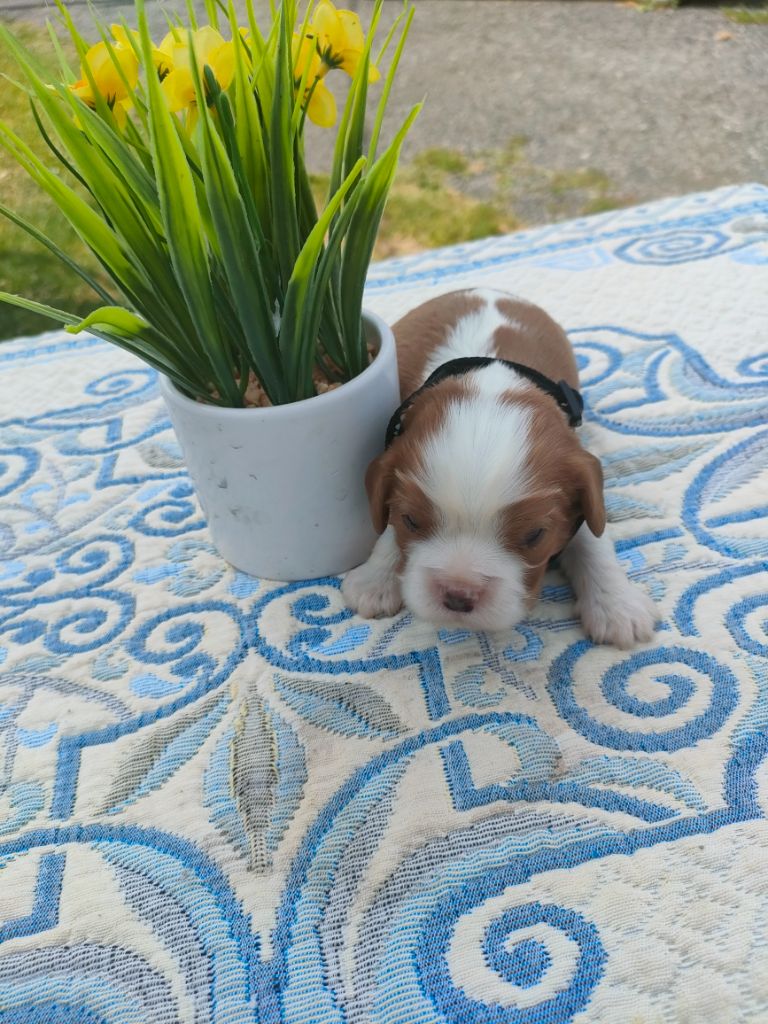 Chiot Cavalier King Charles Spaniel du marais du l'ingon