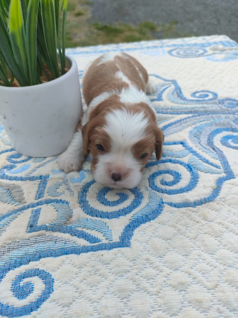 du marais du l'ingon - Chiots disponibles - Cavalier King Charles Spaniel